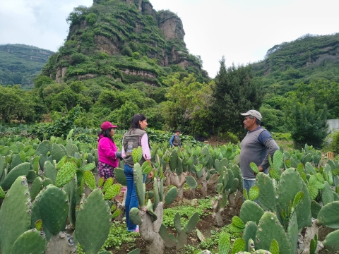 Activa Gobierno de Morelos trabajos para evaluar daños en zona productiva de aguacate y nopal afectada por caída de granizo