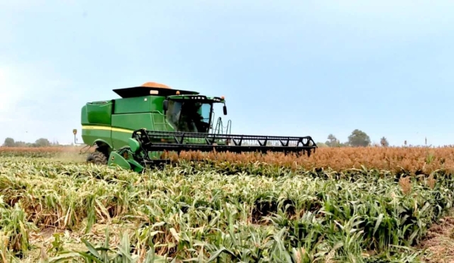 Pronostican buena cosecha de sorgo