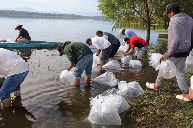 Repueblan lagunas de Coatetelco y El Rodeo con 350 mil alevines