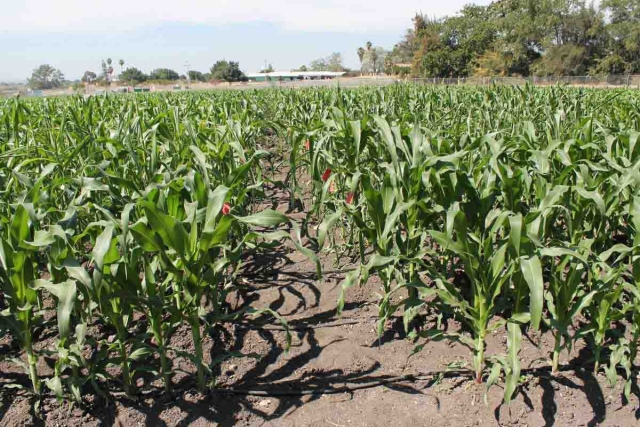 Agricultores consideran que el precio de la tortilla seguirá subiendo en este 2022.