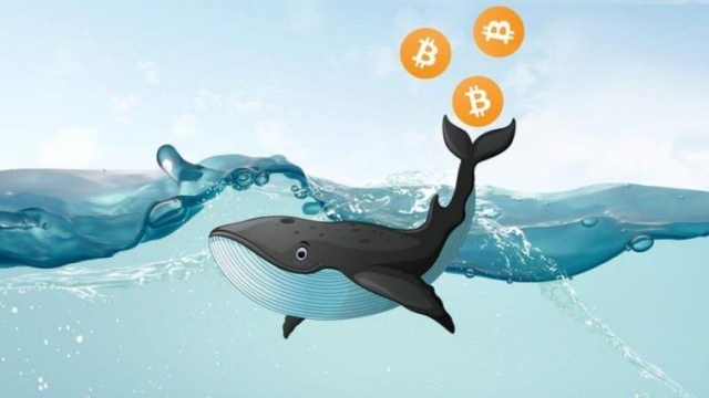 Ballenas bitcoin: más de 10,000 personas controlan un tercio del mercado de criptomonedas