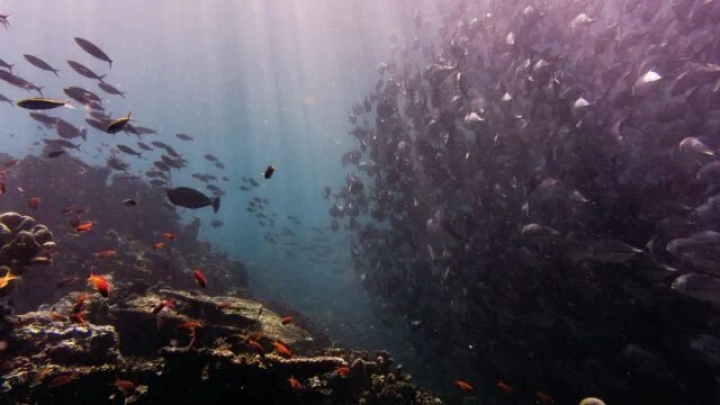 Descubren más de 100 nuevas especies marinas en Nueva Zelanda