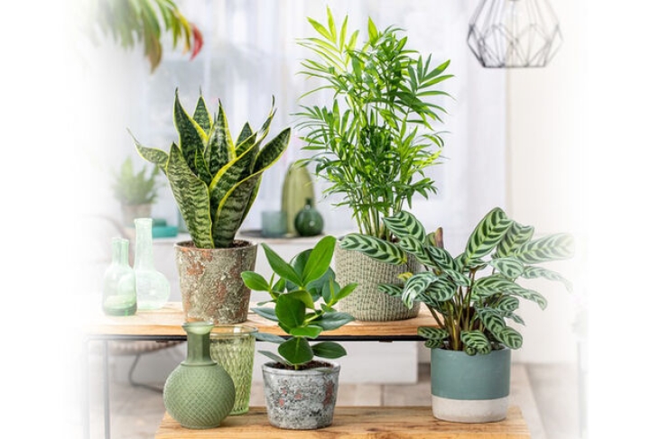 5 errores que cometes al comprar tus primeras plantas