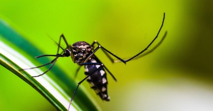 Repelente casero con vinagre para ahuyentar a los mosquitos