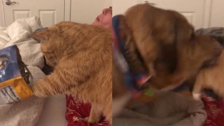 Perro muerde a un gato por tratar de comerse sus palomitas.