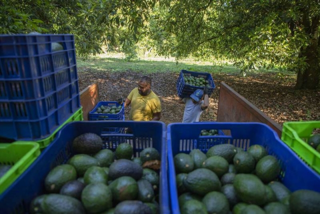 Aguacate mexicano: Ambientalistas interponen queja contra producción ante organismo del T-MEC