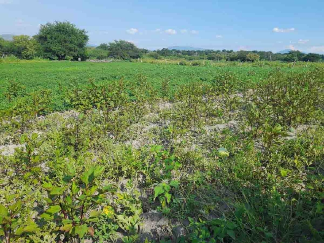 La escasez de lluvias impidió el crecimiento del producto.