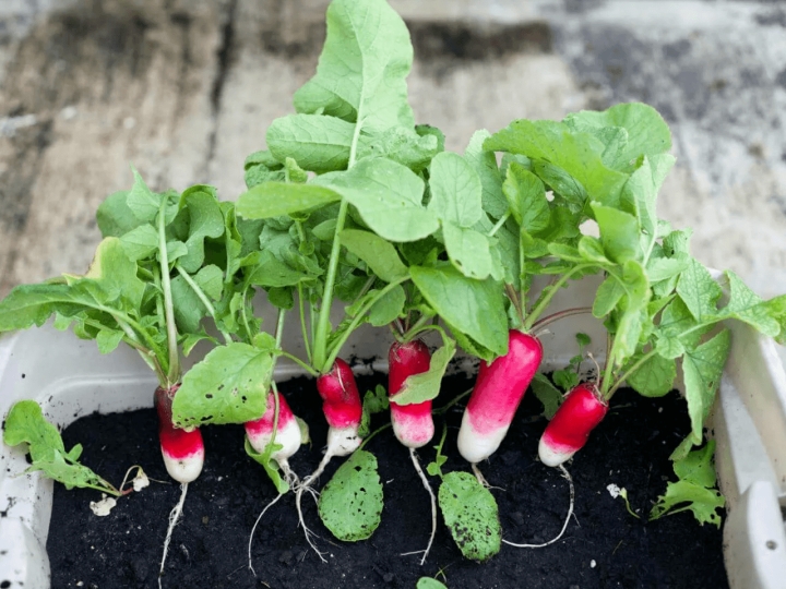 Huerto en casa: Cultiva rabanitos en maceta con esta sencilla guía