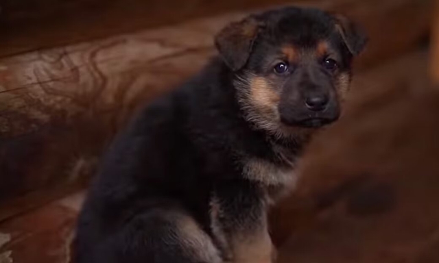 Turquía dona cachorro a Sedena para seguir con legado de Proteo, perrito rescatista