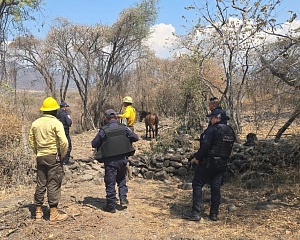 Detienen en flagrancia a presunto responsable de provocar incendio en zona forestal de Tepoztlán