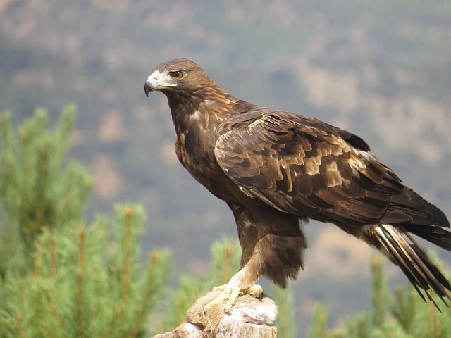 México conmemora el Día Nacional del Águila Real, símbolo de identidad y biodiversidad
